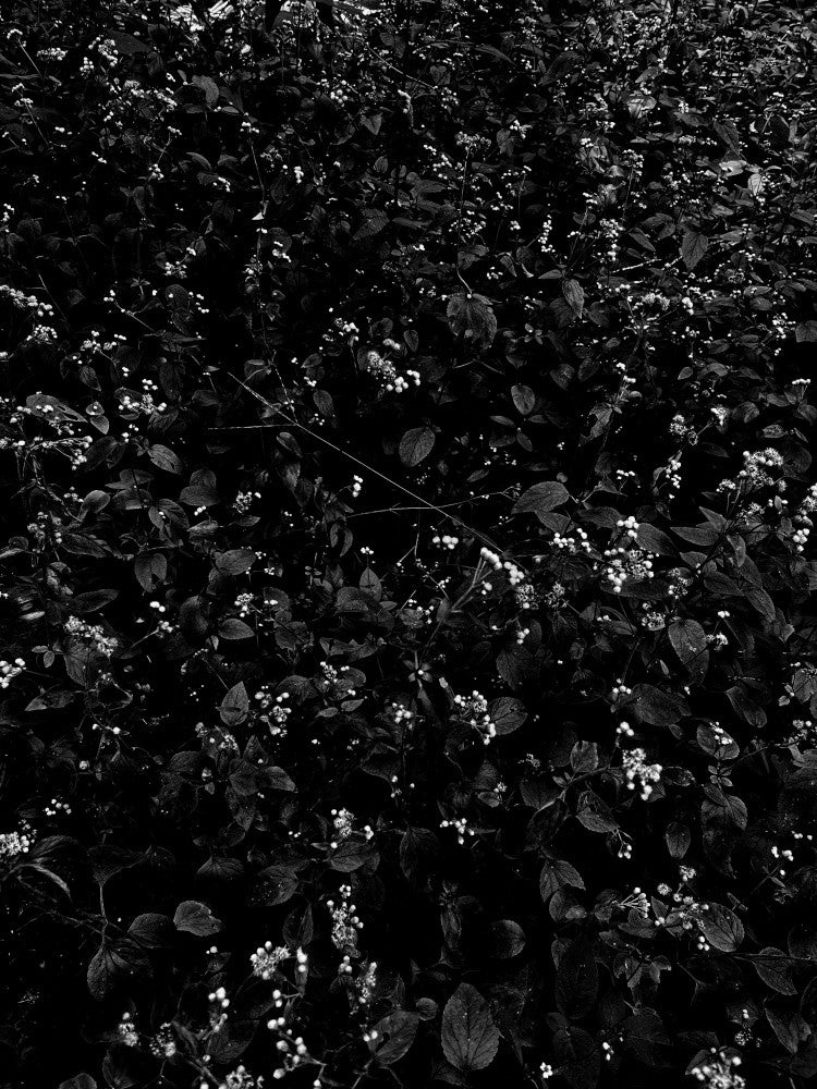Shadowed Blossoms