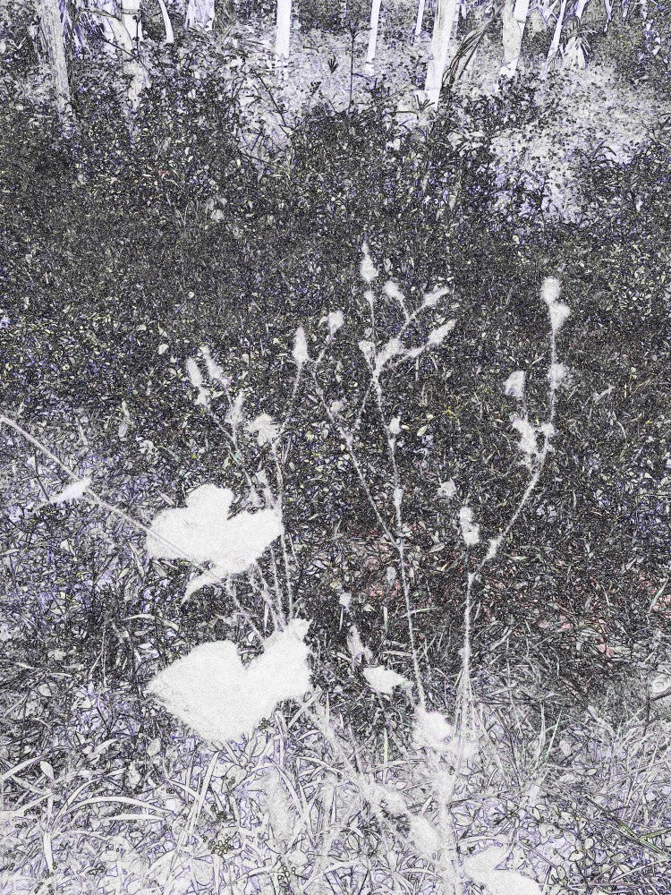 Whispering Blossoms