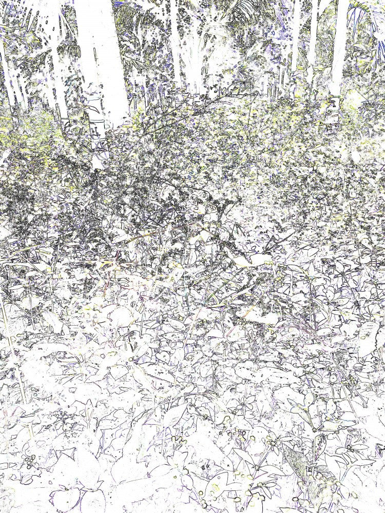 Enchanted Forest