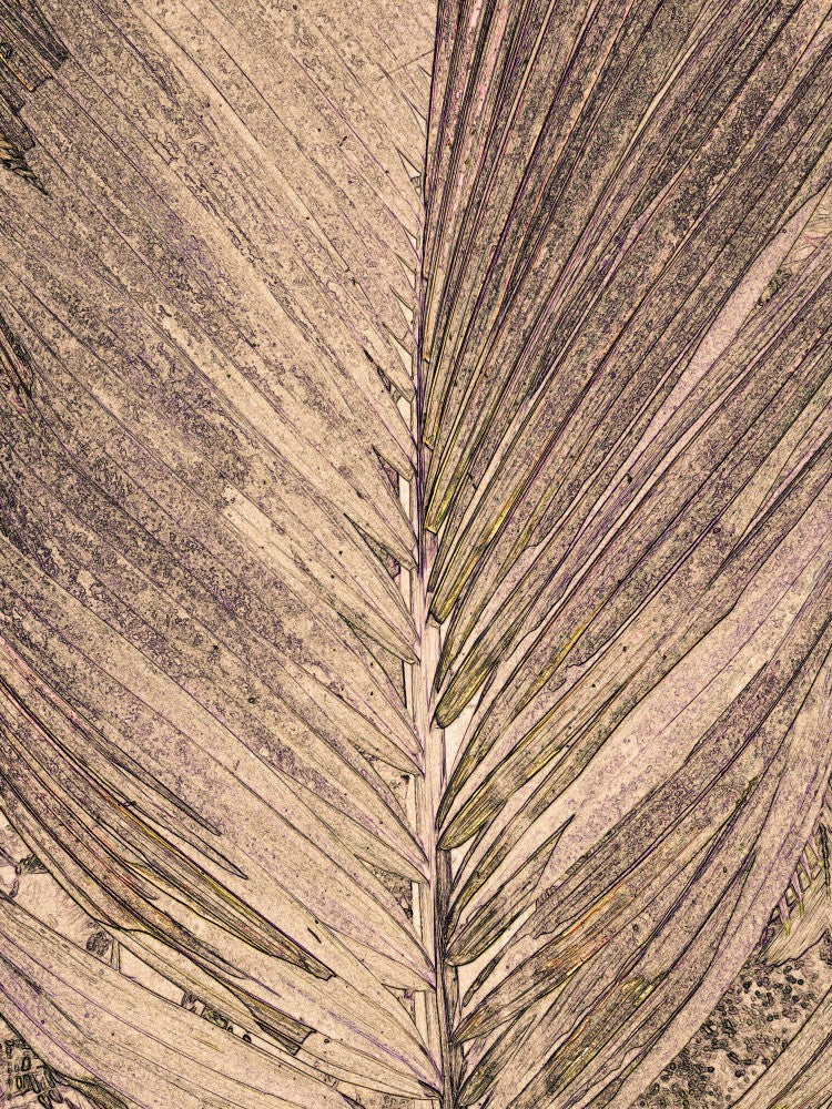 Frond Impressions