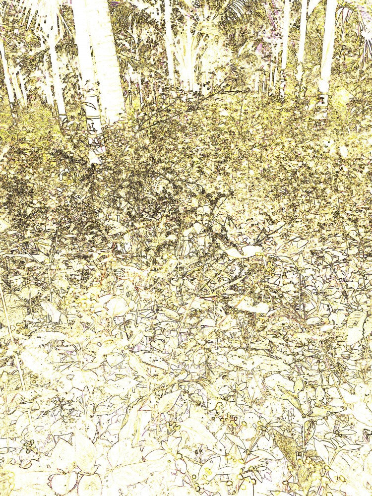 Sunlit Wilderness