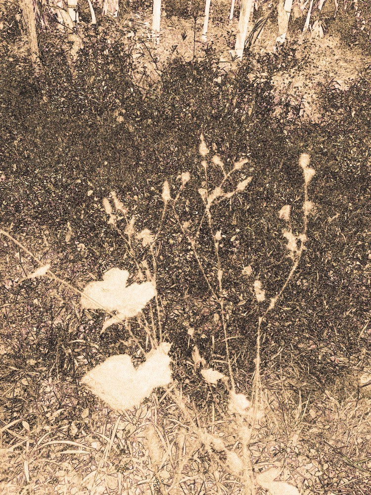 Sepia Wilderness