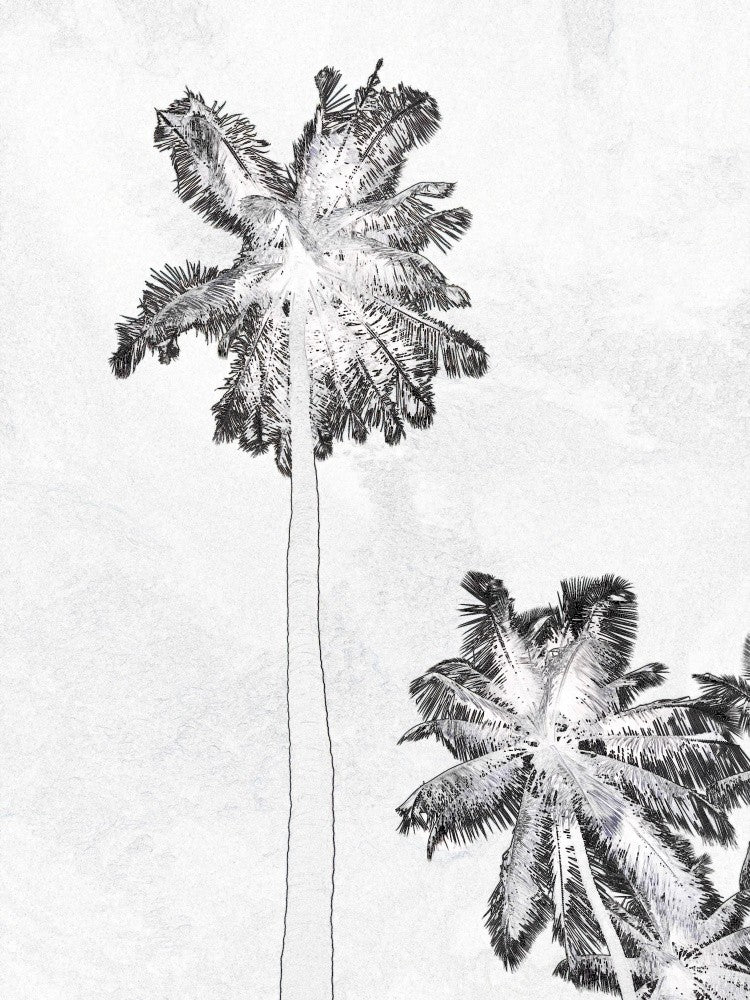Palm Breeze Sketch