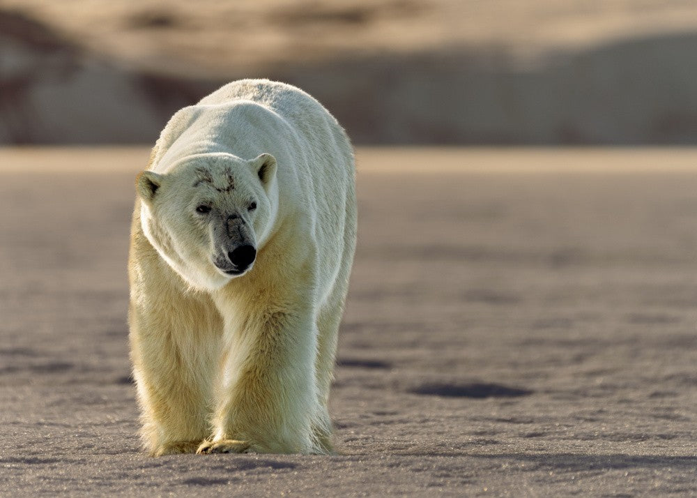Light on the frozen beach..