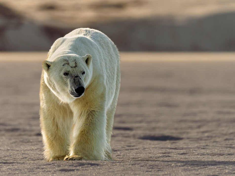 Light on the frozen beach..