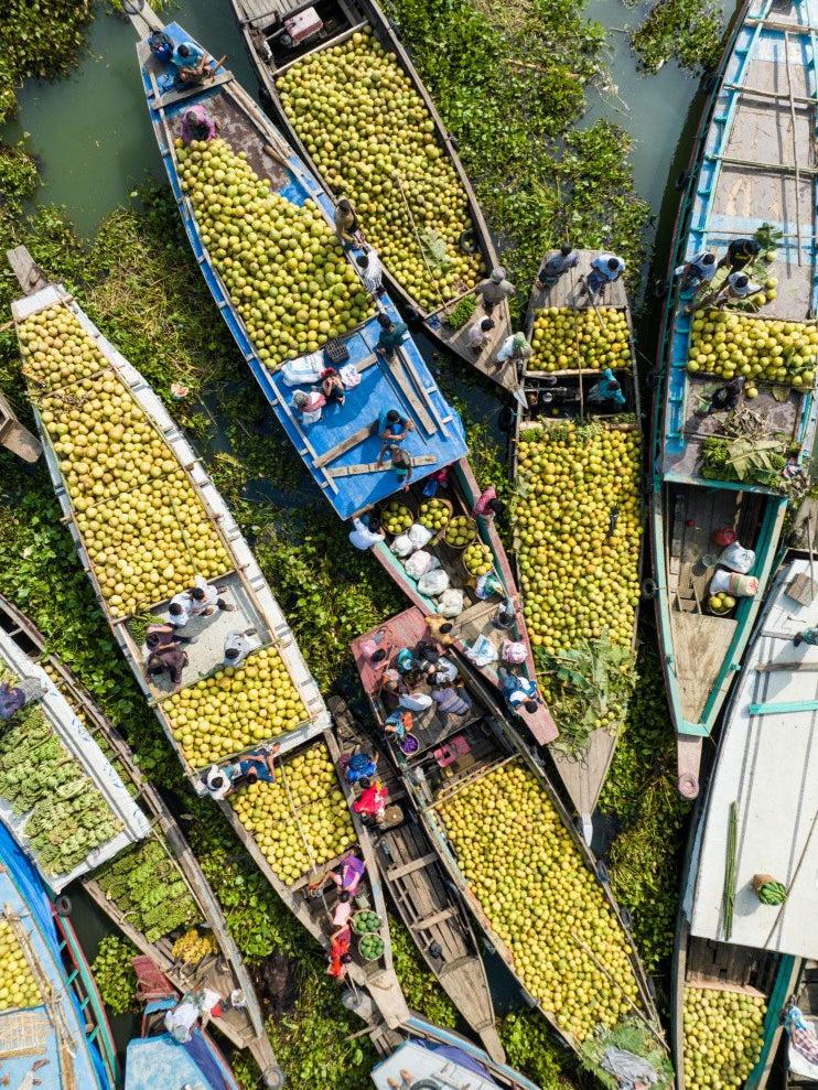Peak season of Pomelo fruits