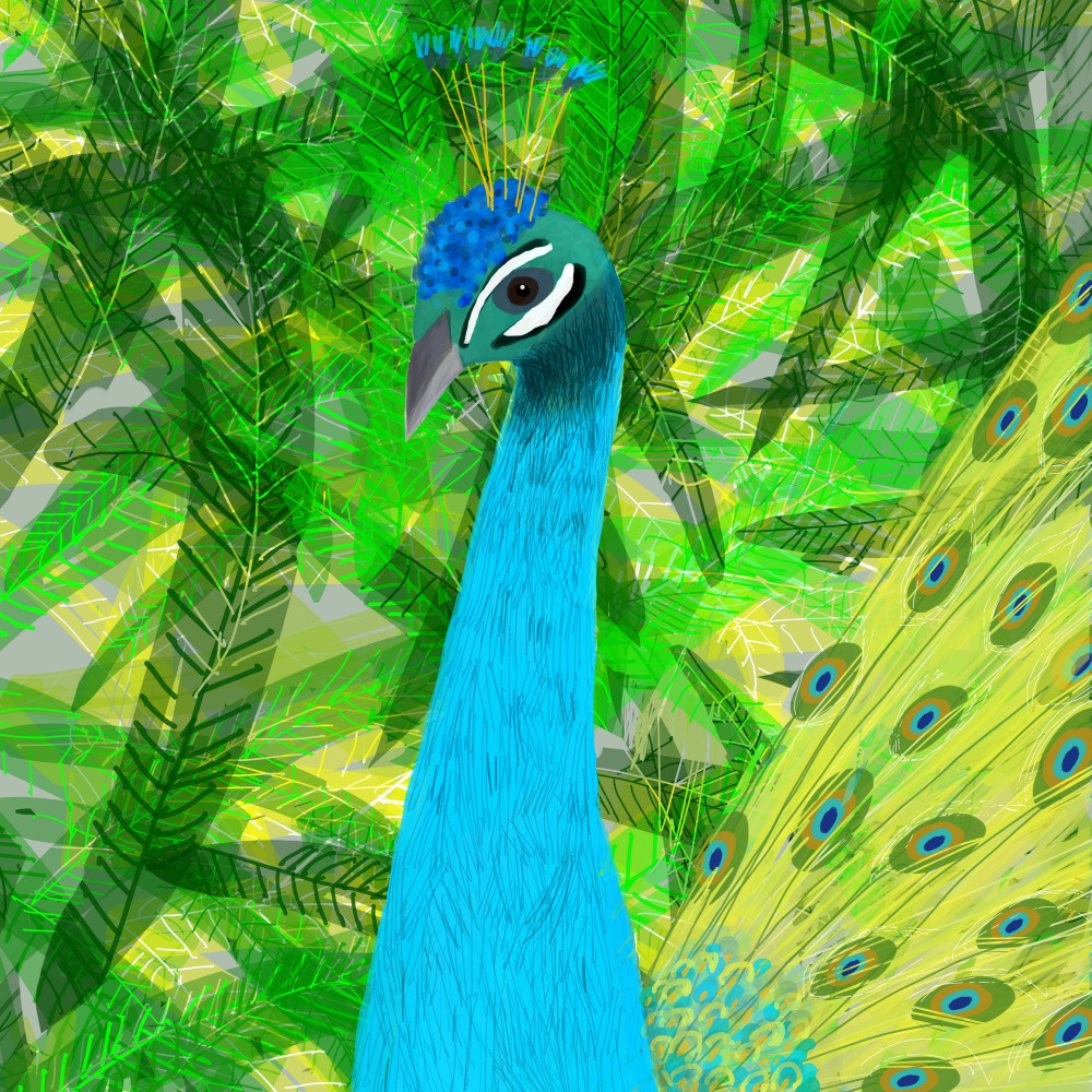 Beautiful  Peacock in the Tropical Rainforest by Carla Daly