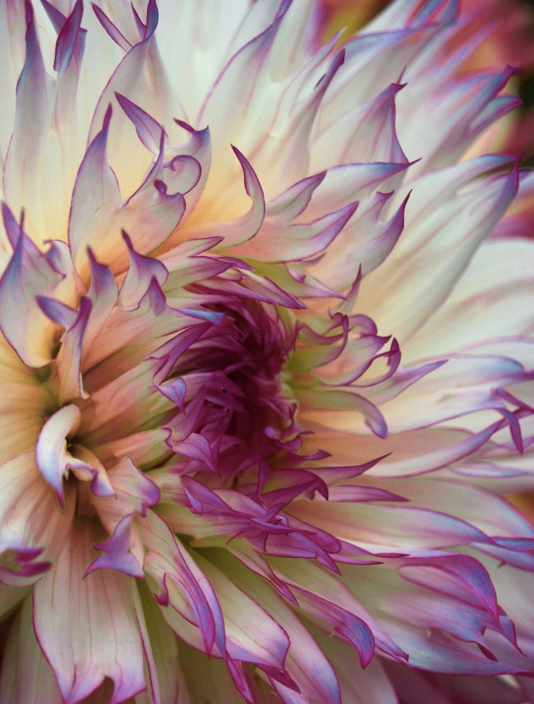 Dahlia flower abstract in Summer