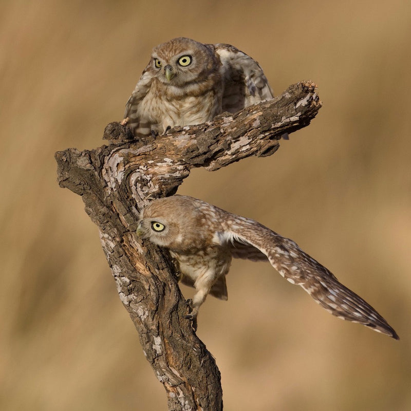 Little owls