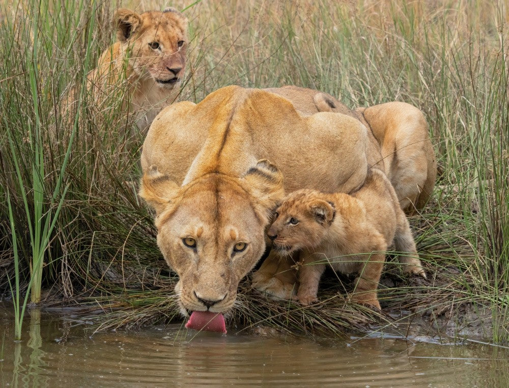 Family
