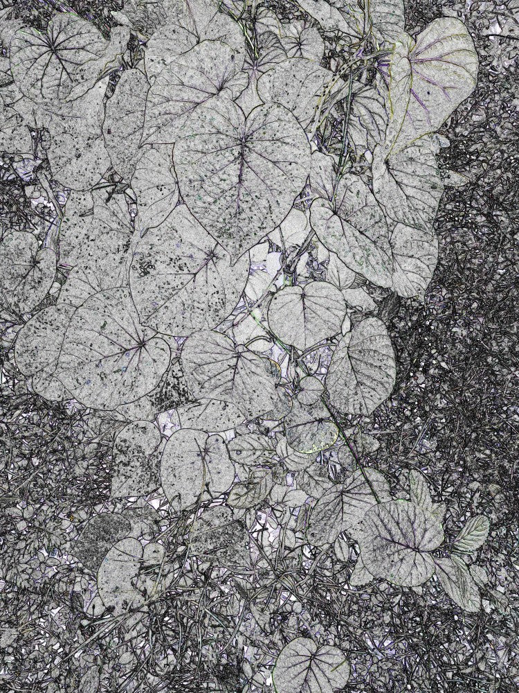 Monochrome Leavescape