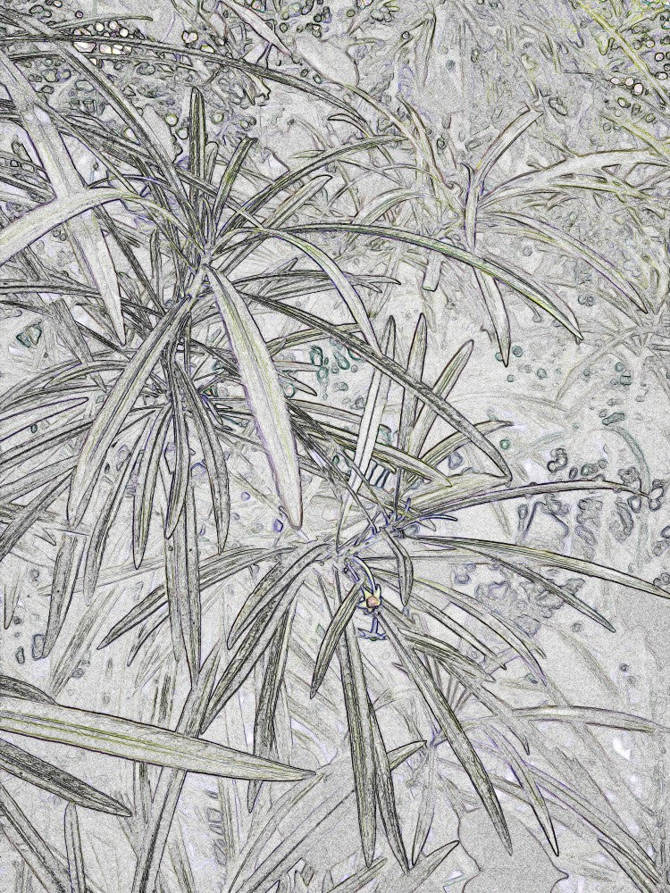 Leafy Whispering