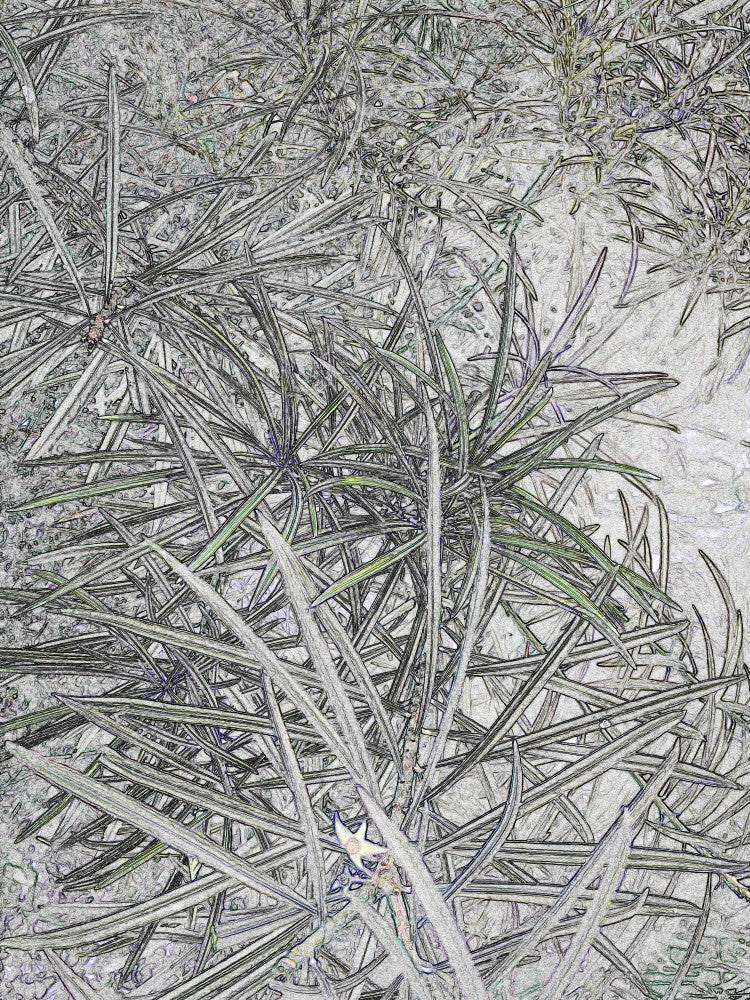 Entangled Serenity