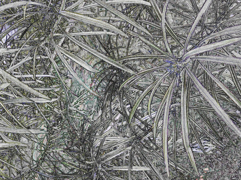 Leafy Maze Dreamscape