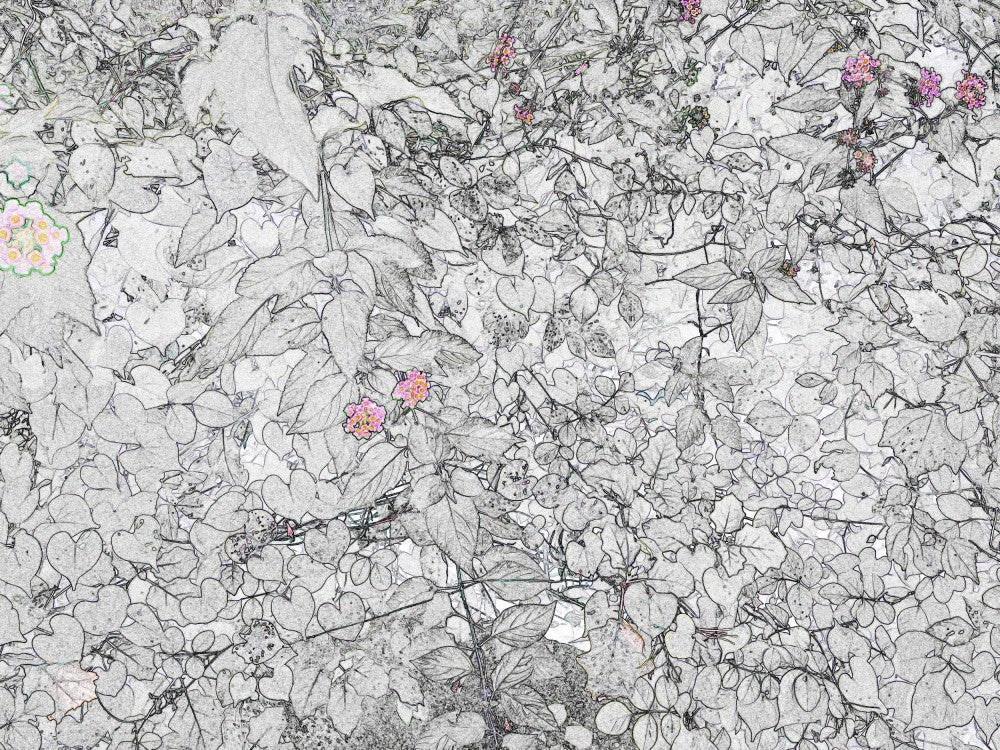 Subtle Blooms