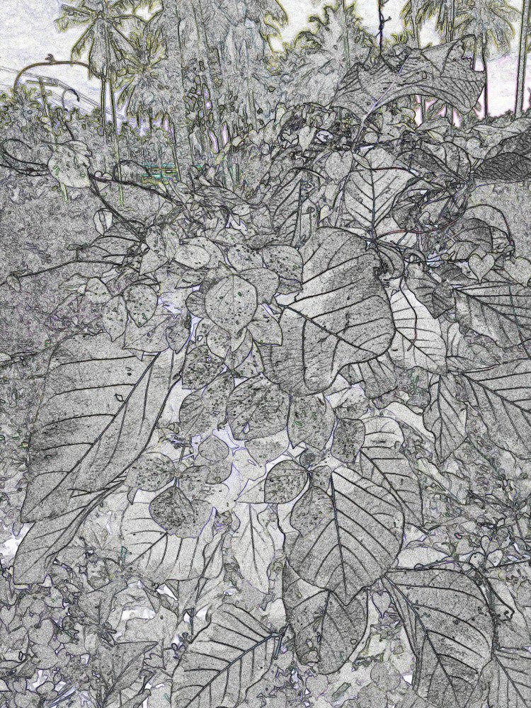 Tropical Whispers