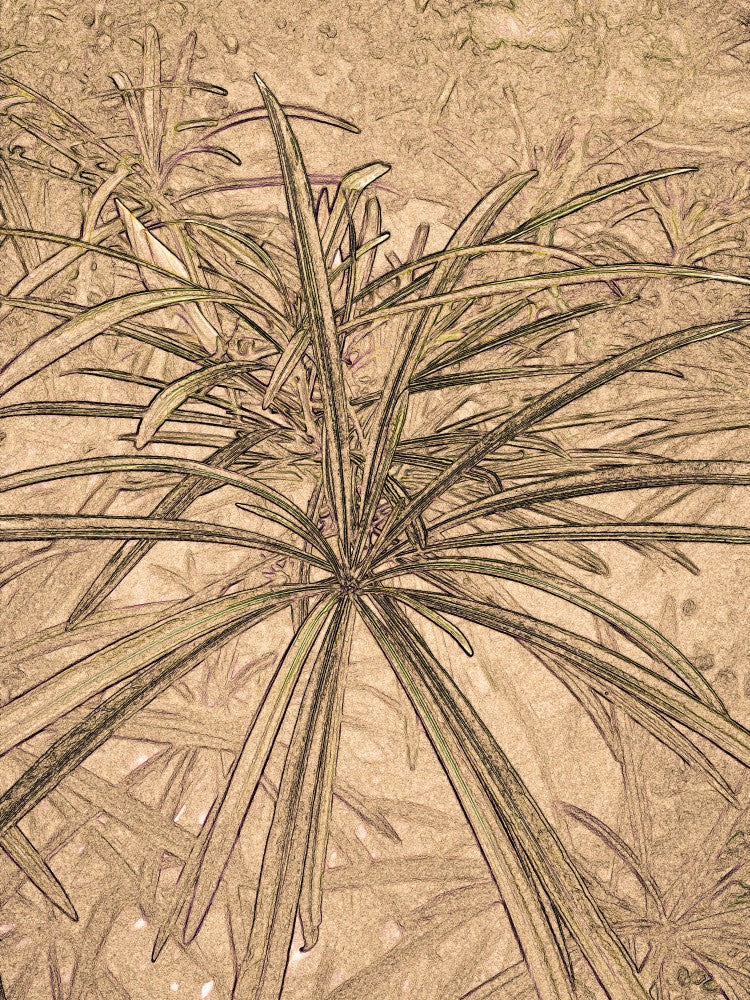 Botanical Whispers