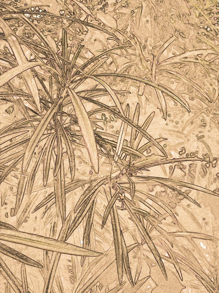 Sepia-Laubskizze