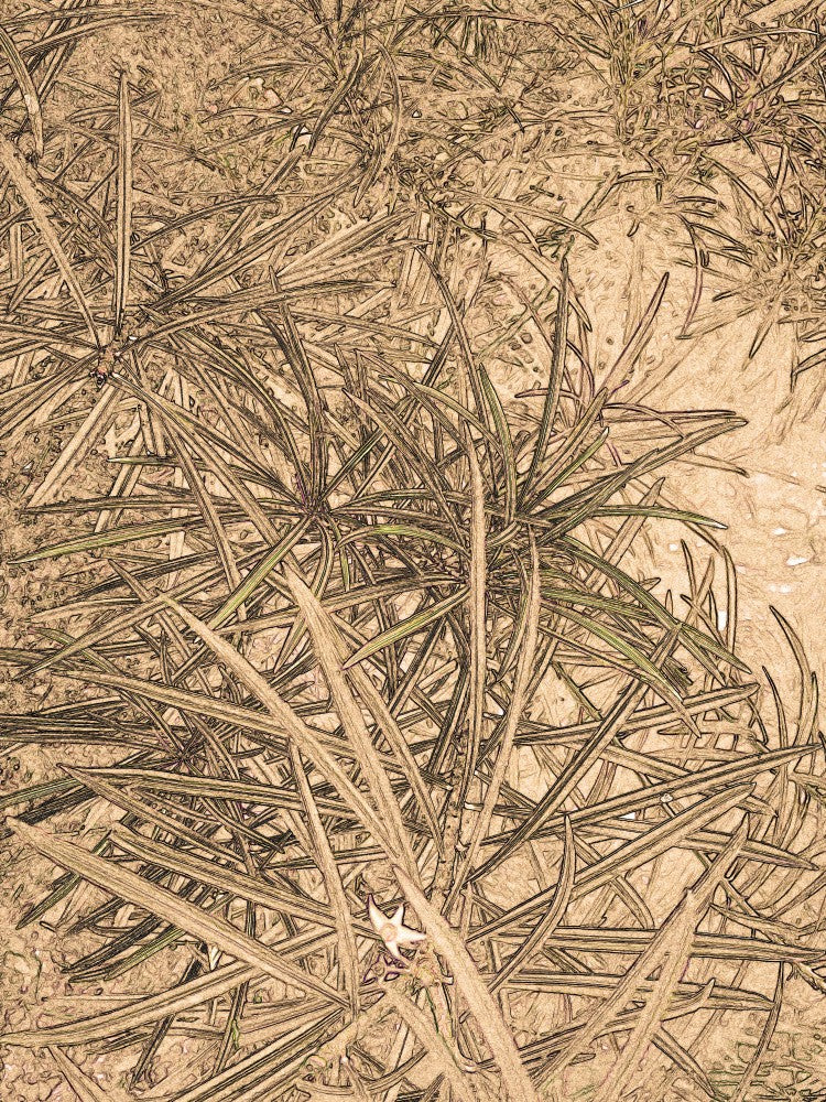 Tangled Serenity