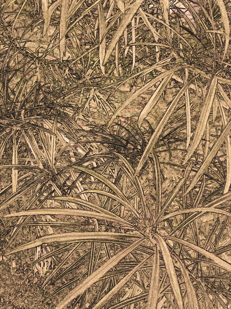 Jungle Whispers