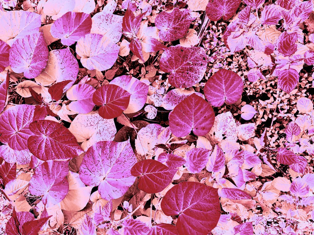 Pink Leaf Harmony