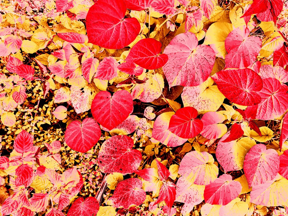 Lebendige Herbstblätter