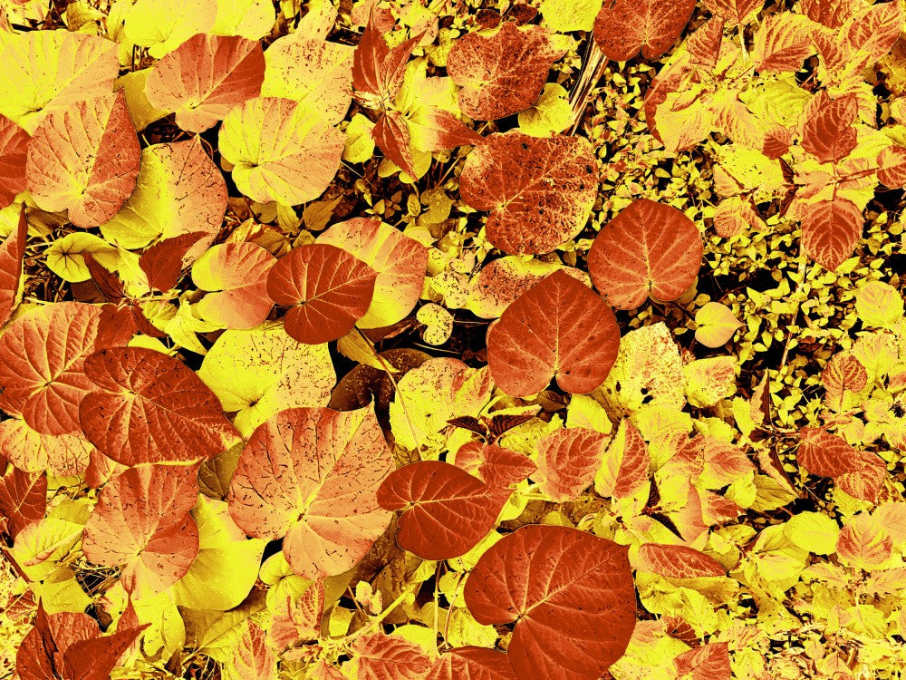 Burnt Autumn Hues