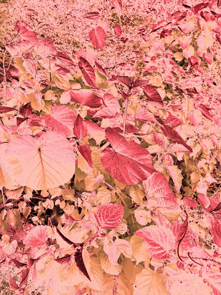 Blush Foliage Burst