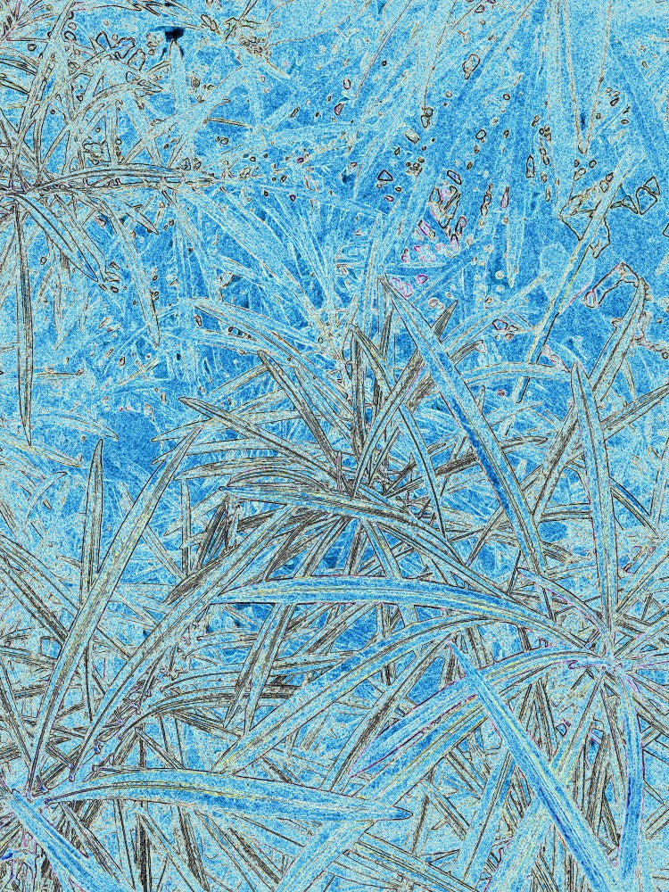 Frosted Wilderness