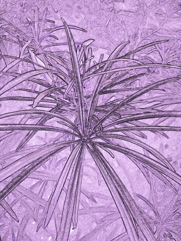 Purple Fronds