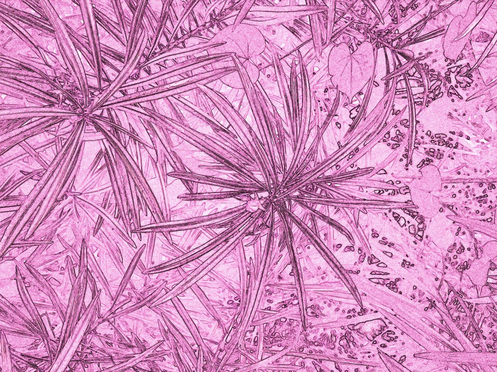 Pink Foliage Dreams