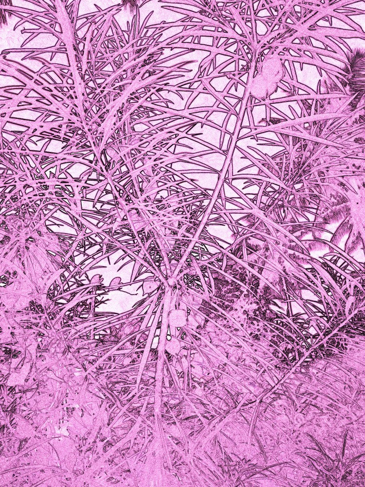 Pink Jungle Web