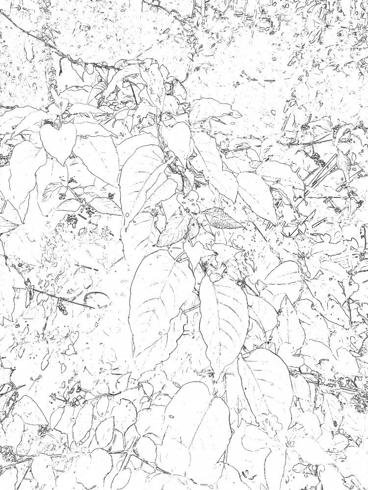 Leafy Whispers