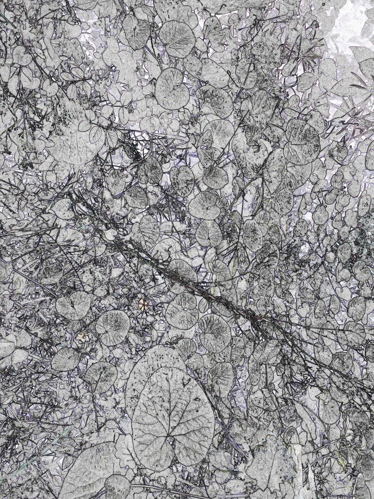 Nature's Patterns