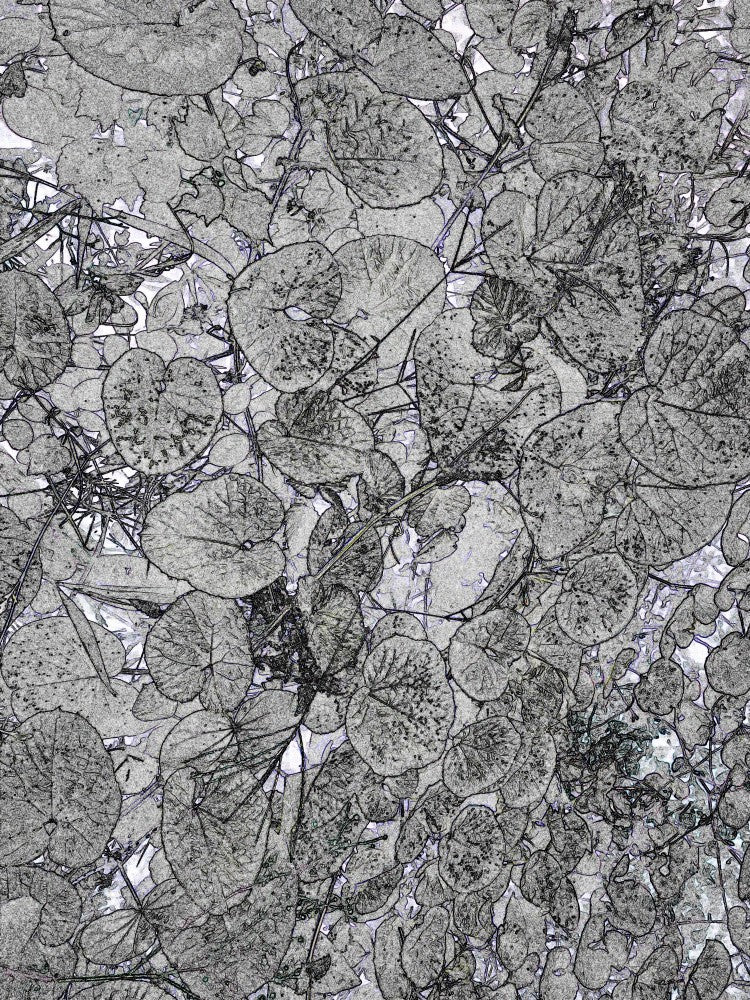 Monochrome Leaves