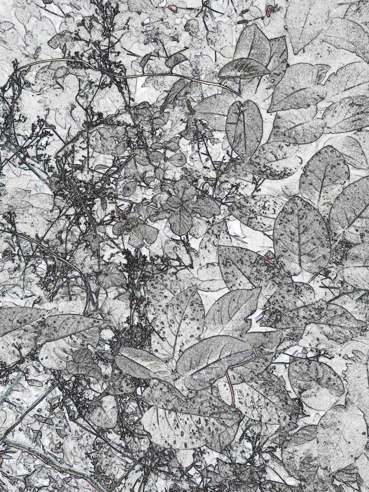 Leafy Whispers