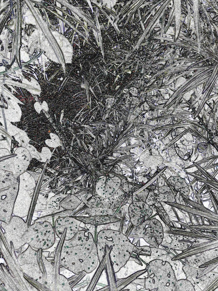 Botanical Dreamscape