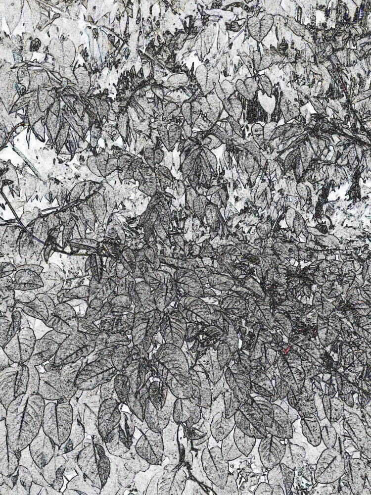 Verdant Sketching