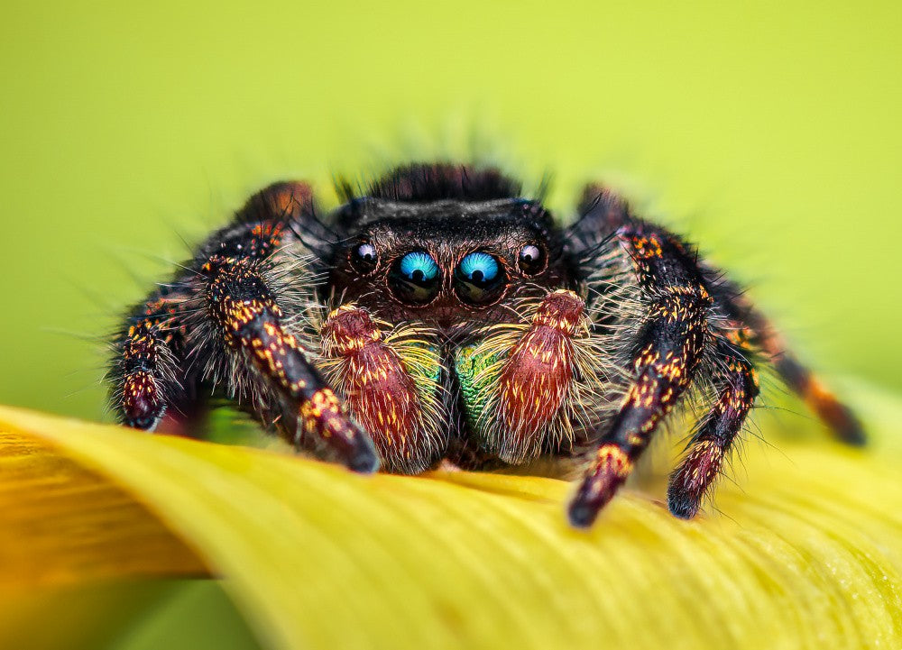 Crouching tiger