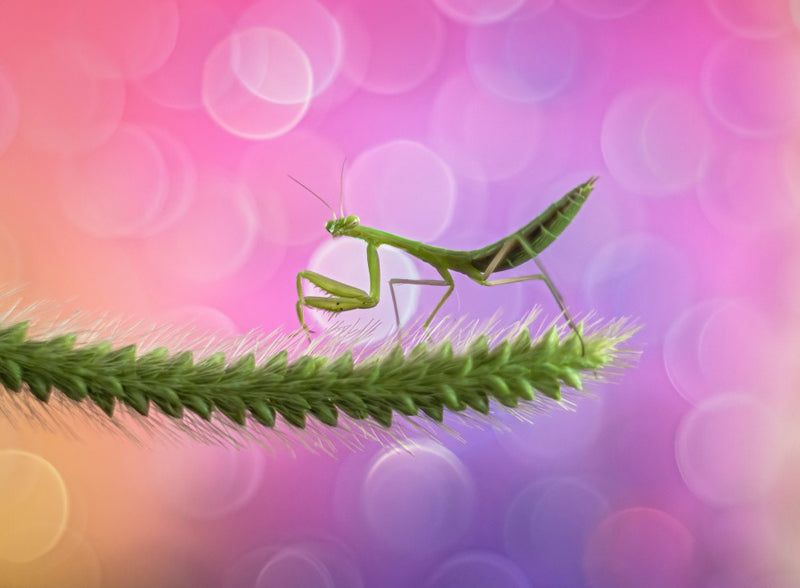 Baby-Gottesanbeterin und farbiges Bokeh
