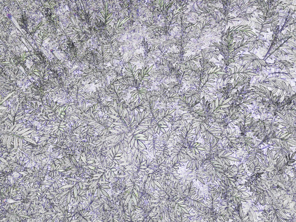 Lavender Whispers