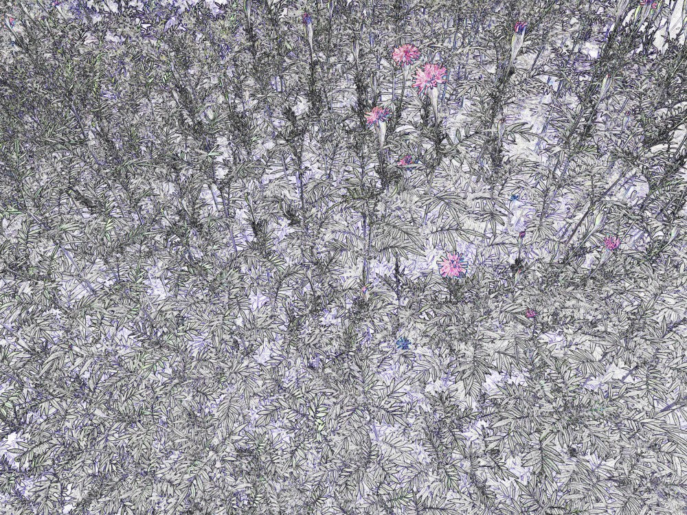 Petals in Whisper