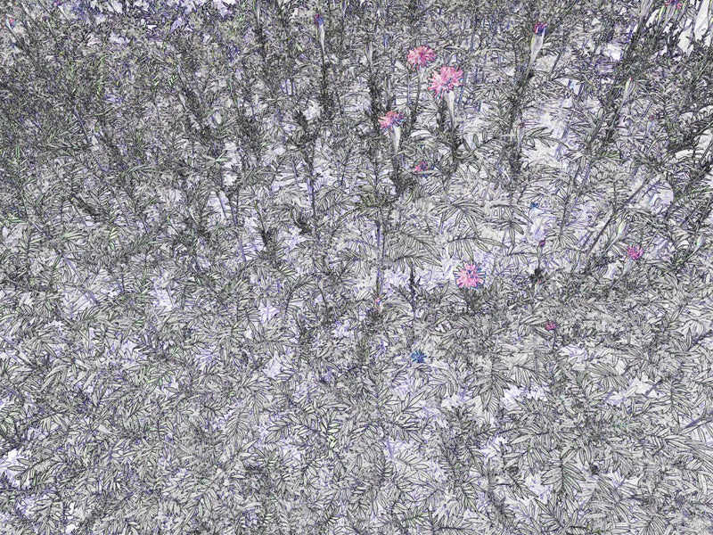 Petals in Whisper