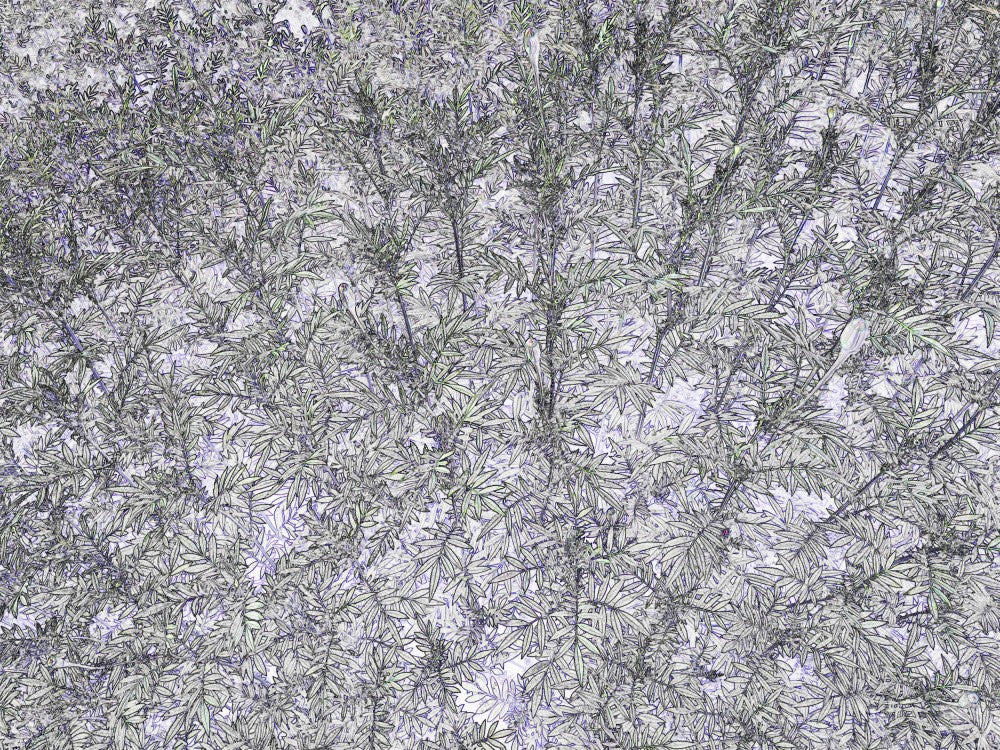 Frosted Foliage