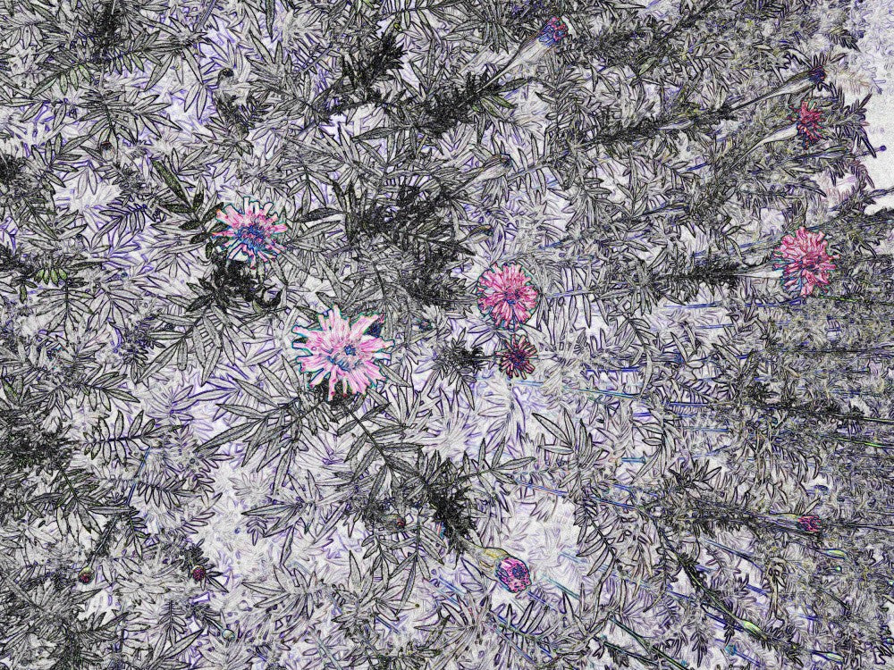 Floral Whispers