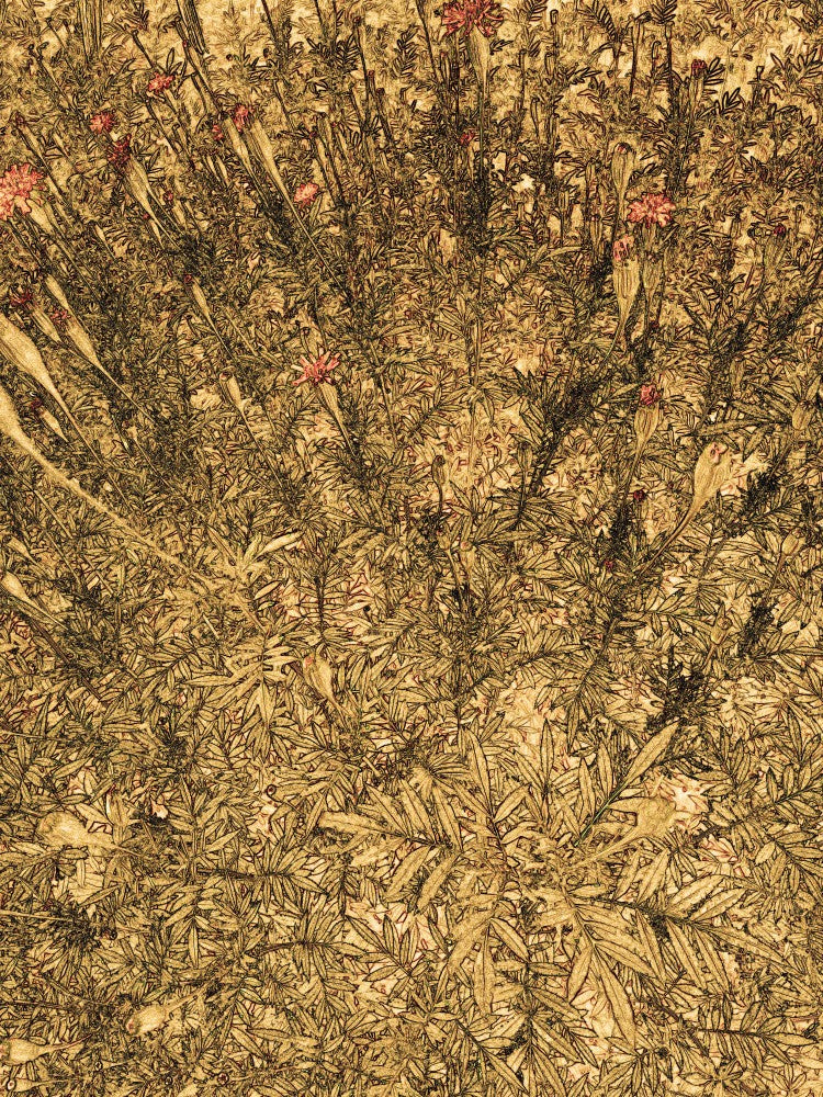 Goldener Flora-Ausbruch