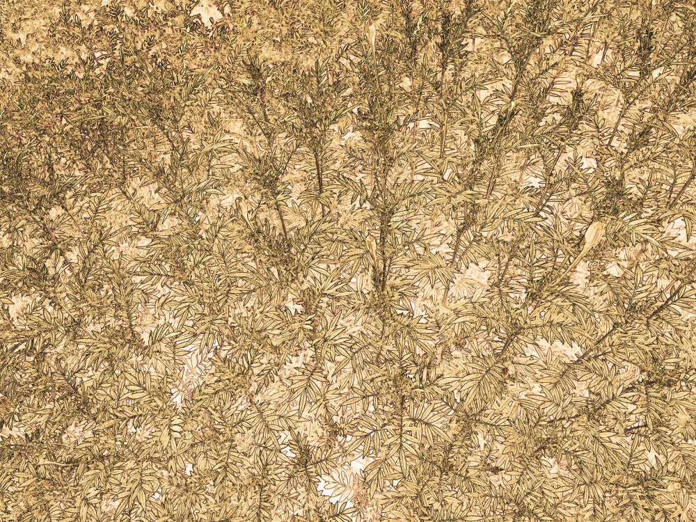 Golden Canopy