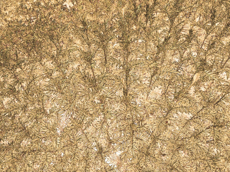 Golden Canopy