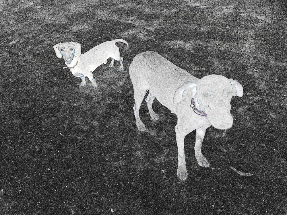 Dual Canine Stroll
