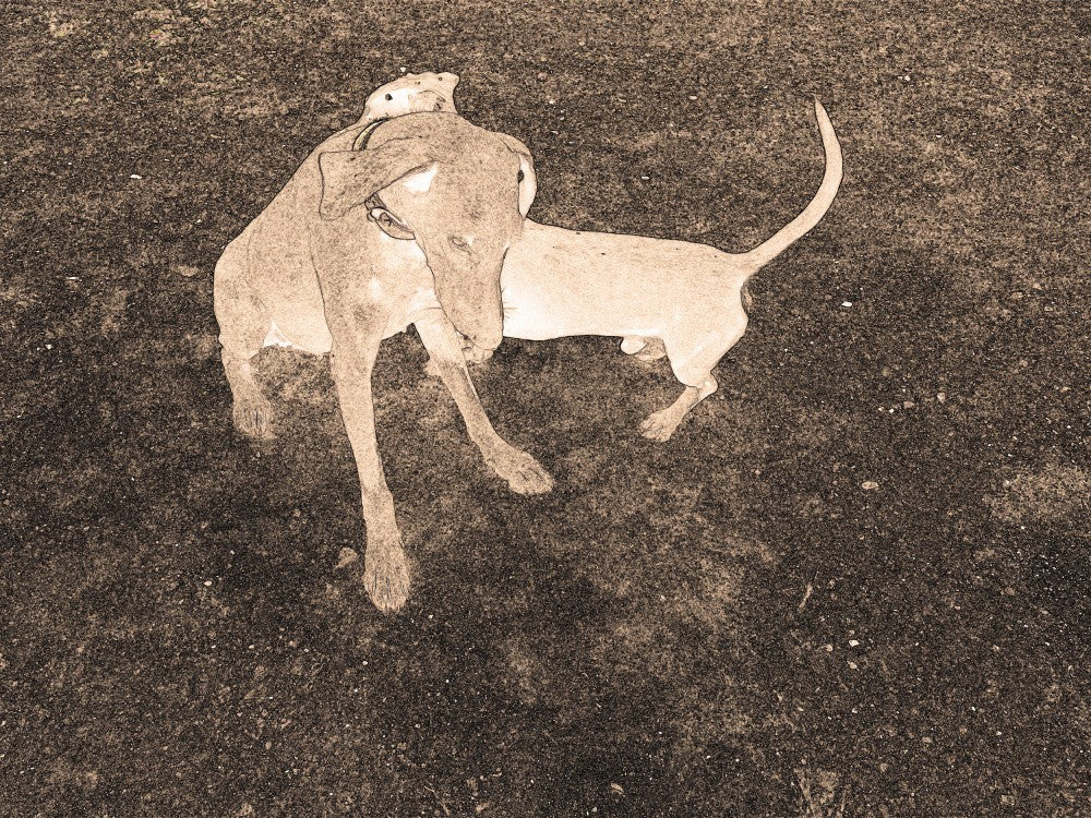 Hundeumarmung